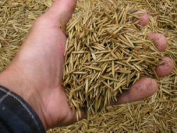 freshly parched 100% organic Minnesota wild rice